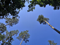 Světlý borový les