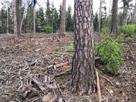 Rozdrcený klest ponechaný v lese