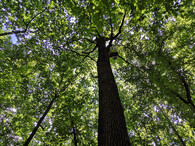 Pohled do korun stromů