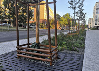 Nově vysazené stromy