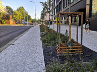 Nově vysazené stromy