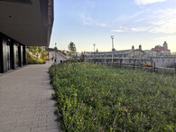 Letničkový trávník