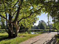 Obnova Královské obory Stromovka v Praze