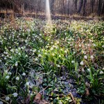 sněženky u obnovených rybníků v lese