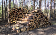 skládka dříví v lese