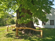 největší lípa v Jižních Čechách