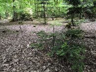 druhově a věkově pestrý les