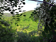 akáty v Divoké Šárce