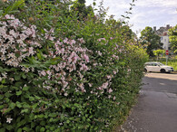 živý plot v květu