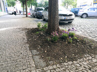 zahrádka kolem stromu 