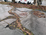 Kořeny stromu v chodníku