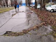 Kořeny stromu v chodníku