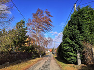 vítr v korunách stromů