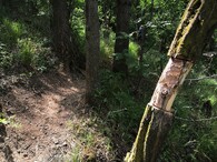 kroužkování stromů