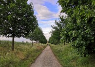 mlatová cesta mezi poli