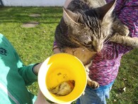 kočka domácí a červenka obecná