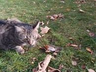 kočka domácí a červenka obecná