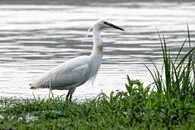 Beluša malá pri Hrone