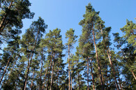 Rozvolněný borový les