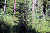 Přirozená obnova na Pardubicku