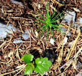 Semenáček borovice a dubu