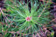 semenáček borovice