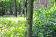 Mladé duby vně a unvitř oplocenky