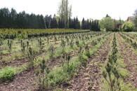 lesní školka Ďáblice