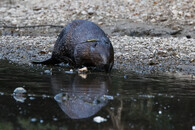 Bobor pri sútoku Hrona