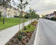 Nová výsadba dřevin