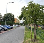 Výsadba dřevin podél cest