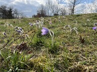 koniklec velkokvětý