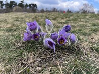 koniklec velkokvětý