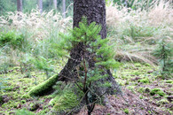 jedle rostoucí z přirozené obnovy