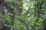 jedle rostoucí z přirozené obnovy