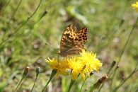 Perleťovec stříbropásek 