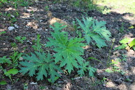 bolševník velkolepý