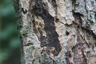 sazná nemoc kůry javorů