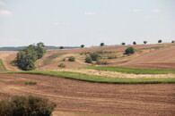 Zeleň mezi poli v moravském Toskánsku