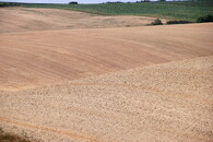 Pole v moravském Toskánsku