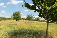 Sad v krajině moravského Toskánska