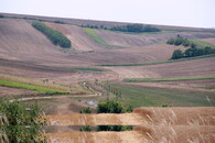 Zeleň mezi poli v moravském Toskánsku