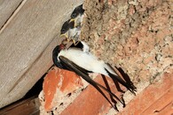 Jiřičky v hnízdě pod střechou