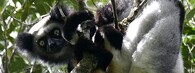 Indri indri