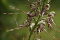 Jazýček jadranský