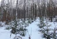 podsadba jedle pod břízou