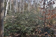 podsadba jedle pod břízou