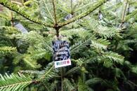 Jedle bělokorá ke Dni pro jedličku