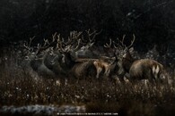 Tomáš Hulík - Jelení gang – Devínské jezero