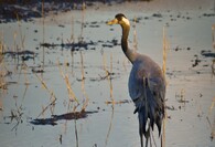 Jeřáb popelavý na izraelském jezeře Hula
